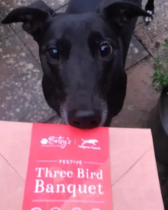 A greyhound looking up over a Betsy&rsquo;s box