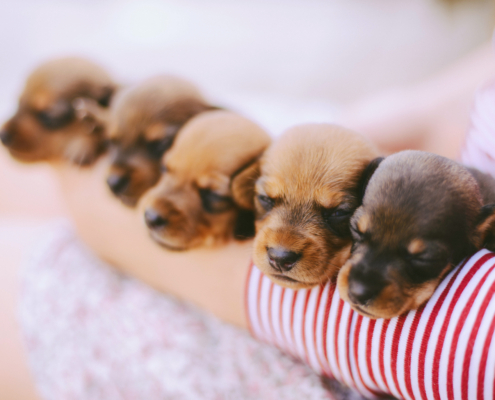 Raw food for puppy dog breeders