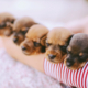 Raw food for puppy dog breeders