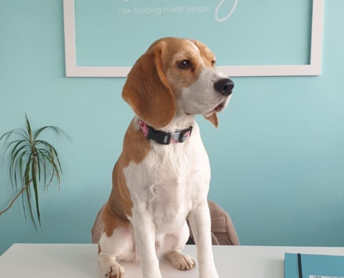 betsy-betsys-raw-dog-food