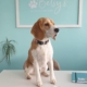 betsy-betsys-raw-dog-food