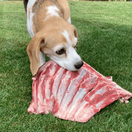 lamb-and-bone