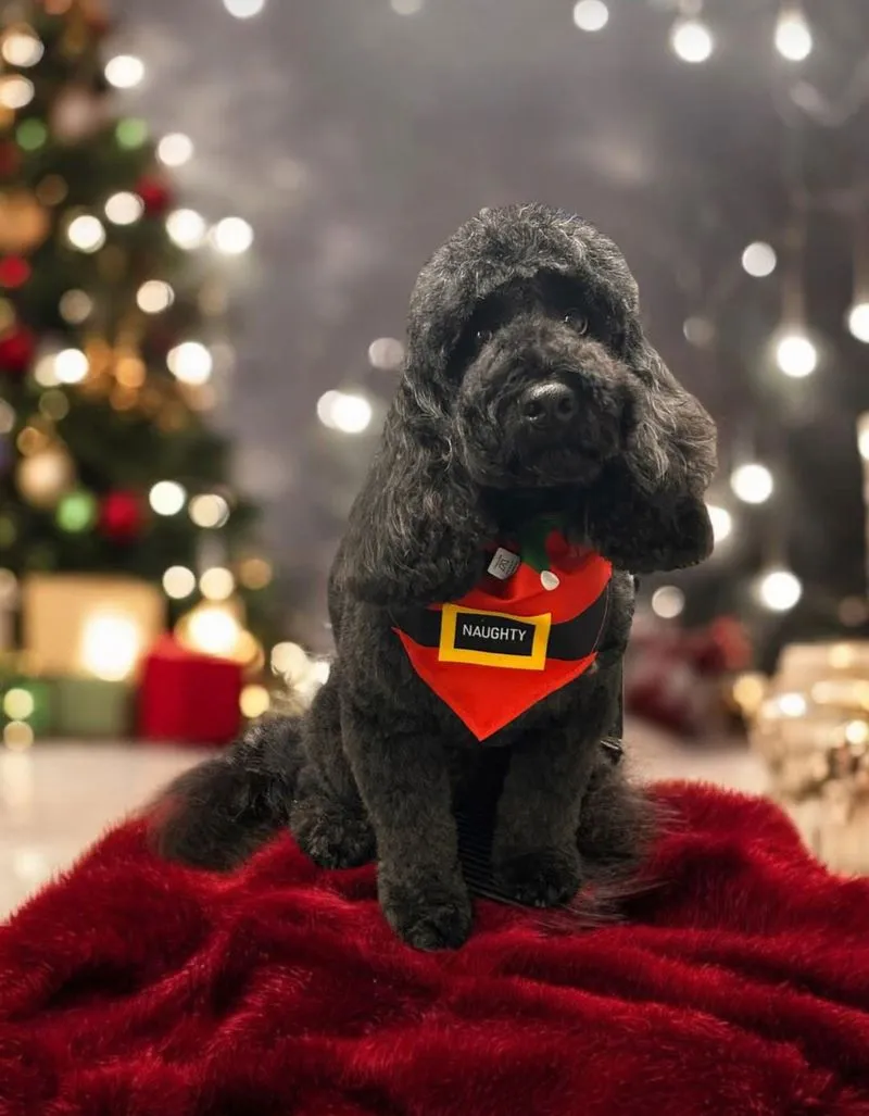 Eric the cockapoo in a Betsy&rsquo;s bandana
