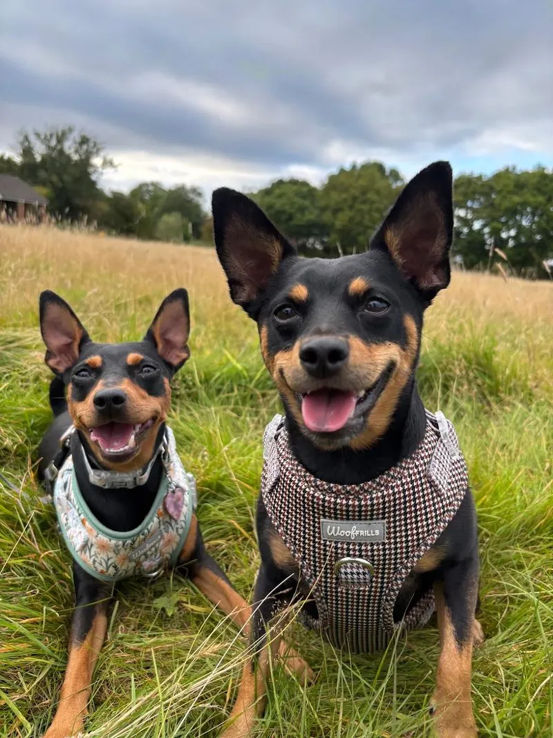 Two small dogs in harnesses sitting in long grass
