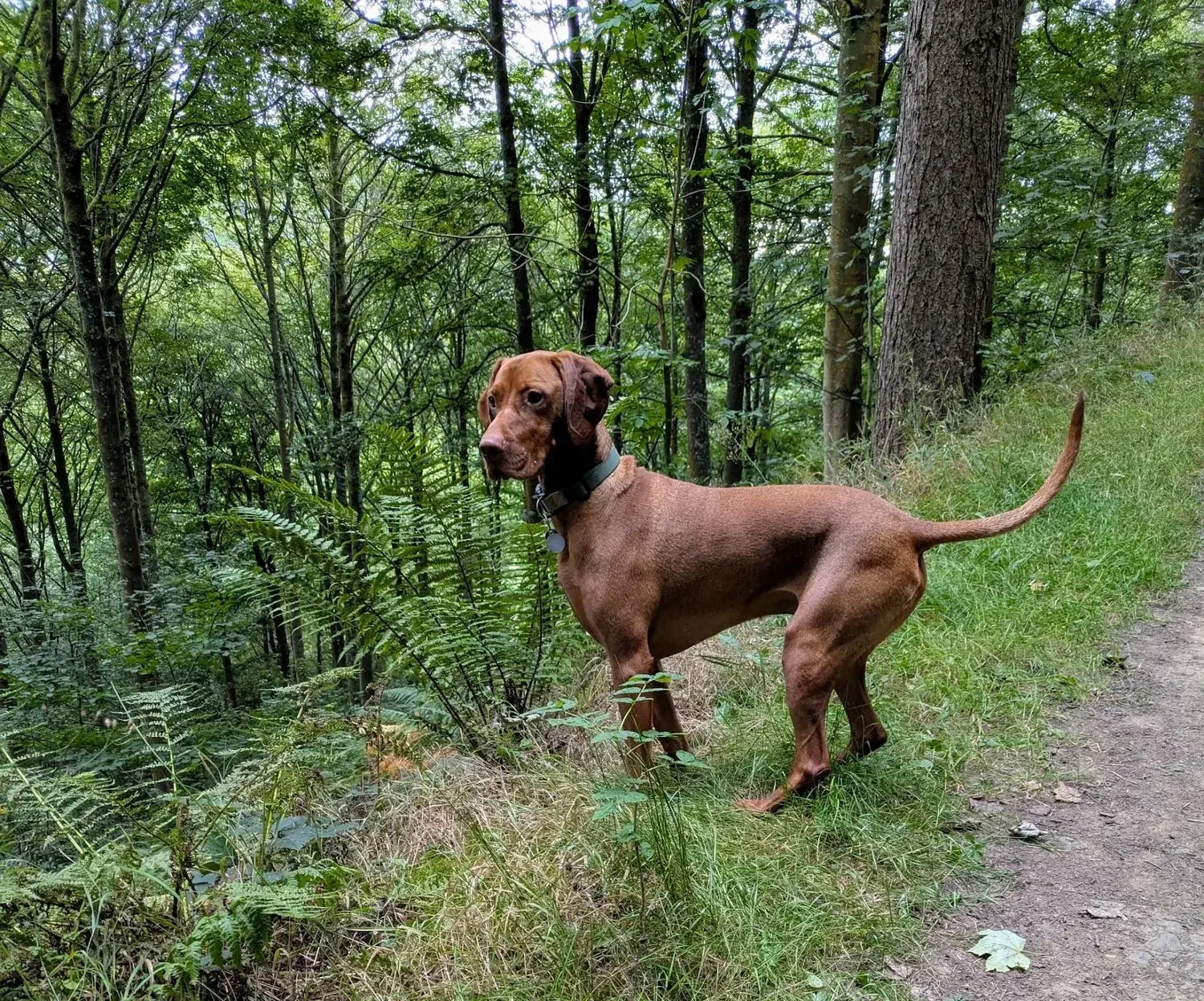 A vizsla standing on a woodland path